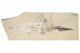 Cretaceous Sawfish-Like Ray (Libanopritis) - Lebanon #201365-1